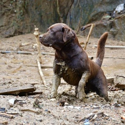 Equipe do CBMSC localiza 10 vítimas entre os escombros em Petrópolis