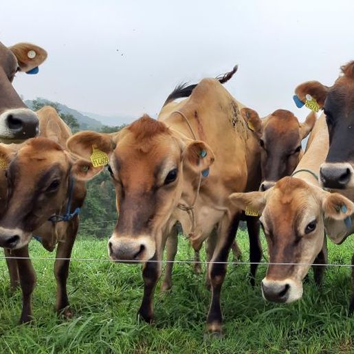 Região concentra 47% das propriedades livres de brucelose e tuberculose de SC