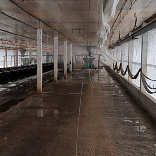 Granja no RS é desinfectada e começa prazo de 28 dias para se tornar livre da gripe aviária