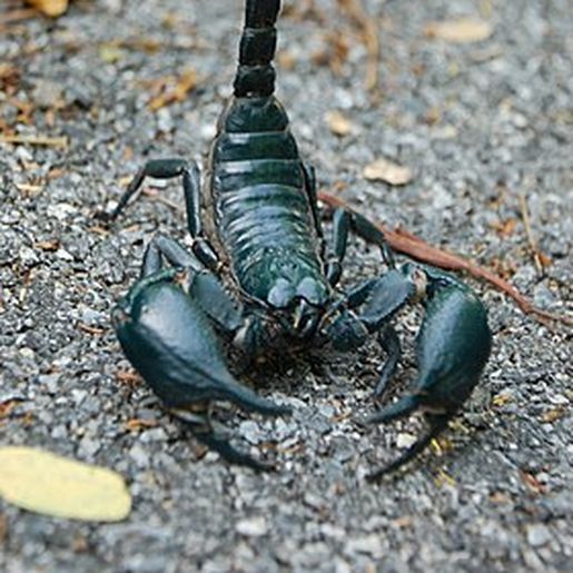 Setor Epidemiológico de Descanso registra casos de acidentes com escorpiões