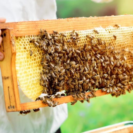 Taxação pode inviabilizar a produção de mel na região