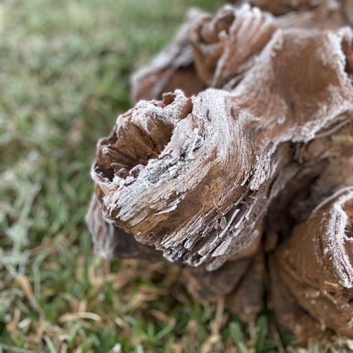 FOTOS: Internautas registram geada em São Miguel do Oeste