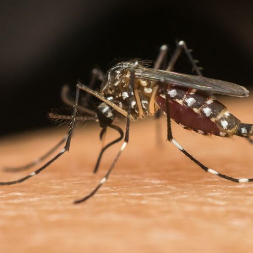 Governo do Estado autoriza repasse de mais de R$ 15 milhões para combate à dengue