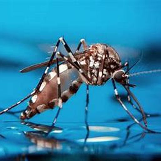 Itapiranga tem primeira morte com suspeita de dengue