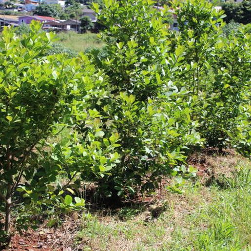 Clima interfere no desenvolvimento e na qualidade dos ervais