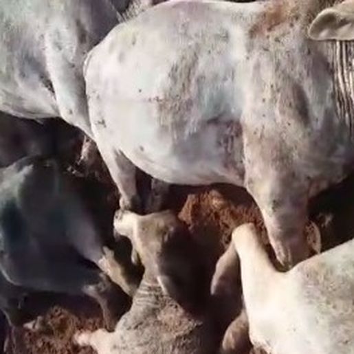 Raio mata 30 cabeças de gado e proprietário dos animais no Paraná