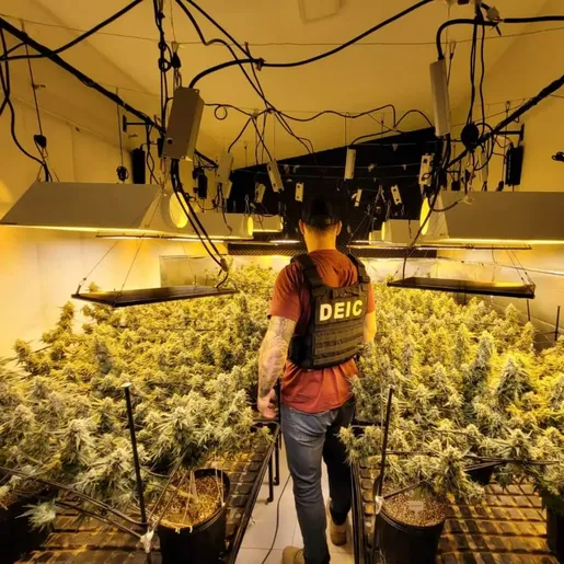 Preso por plantar supermaconha em SC diz que estudou bastante sobre cultivo da droga