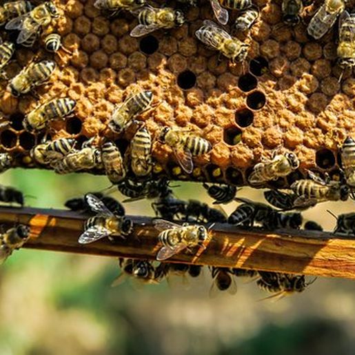Uso de agrotóxicos em lavouras ameaça criação de abelhas