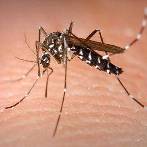 Santa Helena realiza Levantamento Rápido de Índices do Aedes Aegypti