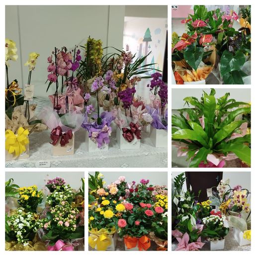CAESP/APAE Caminho de Luz promove 4ª edição da Feira de Flores