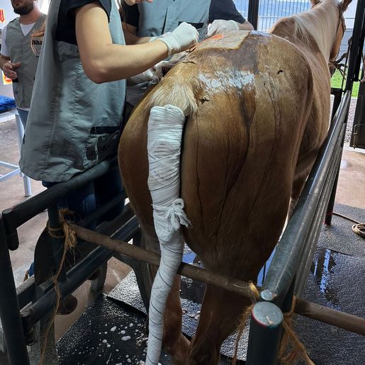 Curso de Medicina Veterinária da Uceff inova no implante de pele de Tilápia em Equino