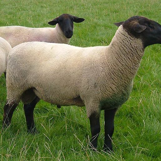 37 propriedades do Extremo Oeste aderem à programa de assistência para fortalecer criação de ovinos