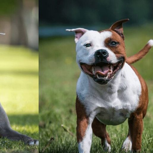 Governo de SC impõe restrições à criação e circulação de pit bulls