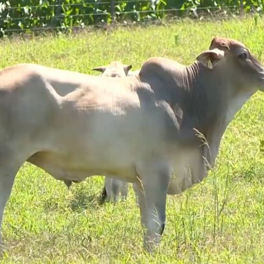 Itapiranga apresenta resultado positivo em transferência de embrião em gado de corte