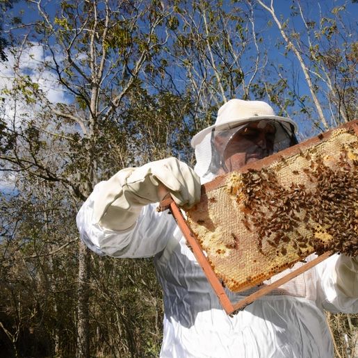 Apicultores comemoram suspensão de agrotóxicos à base de fipronil
