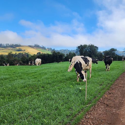 Jovens buscam retorno a propriedades rurais para seguir atividade familiar