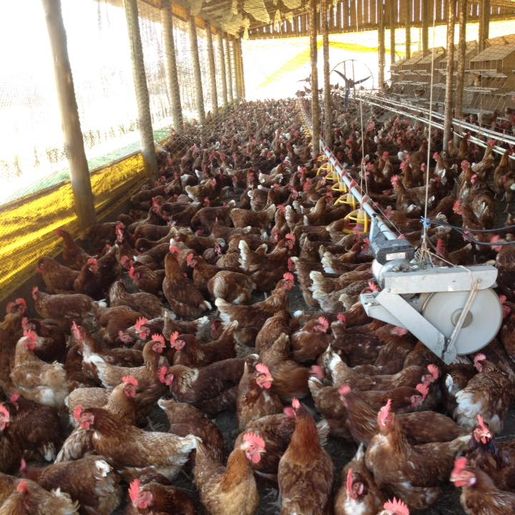 Preço dos ovos registra alta para o consumidor e também ao produtor