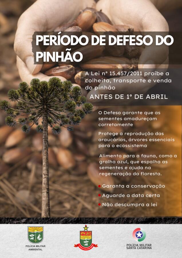 Colheita de pinhão segue proibida em Santa Catarina até abril