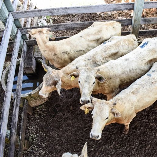 Preço da carne bovina sobe 10% e anima criadores do Extremo Oeste