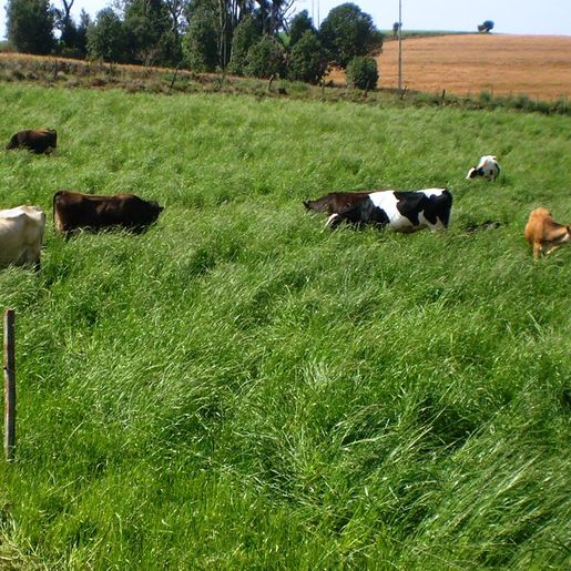 Falta de frio prejudica o desenvolvimento das pastagens de inverno na região