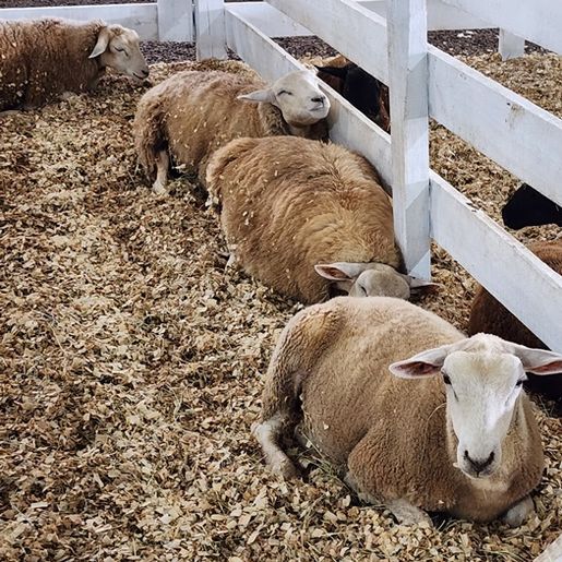 Itapiranga possui atenção especial com a exposição de animais durante a Efrait