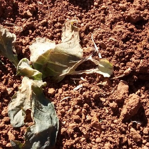 Clima prejudica desenvolvimento da plantação de tabaco na região Oeste catarinense