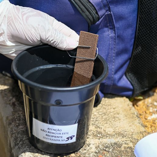 São Miguel do Oeste adota armadilhas tecnológicas para combater Aedes aegypti a partir de agosto