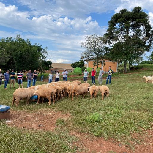 Ovino caprinocultura é trabalhada com produtores em Guarujá do Sul