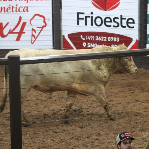 Leilão no Extremo Oeste vende 40 touros e destaca avanço da genética bovina