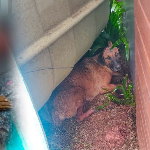 Morador denuncia atropelamento de cachorro na Willy Barth