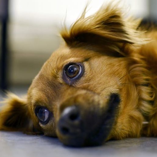 Cadelinha morre envenenada em SMO e Polícia Ambiental investiga caso