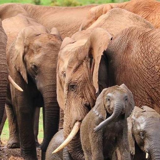Gene encontrado em elefantes pode ser chave para evitar o câncer