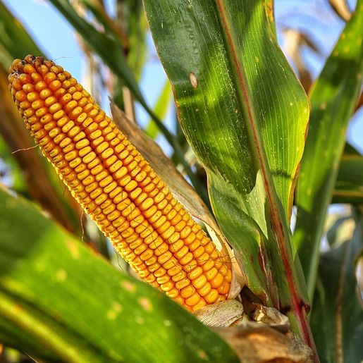 Epagri regional orienta agricultores antecipar plantio de grãos