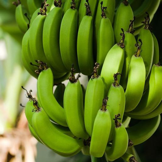 Estudo mostra que comer uma banana verde por dia ajuda a evitar uma série de cânceres