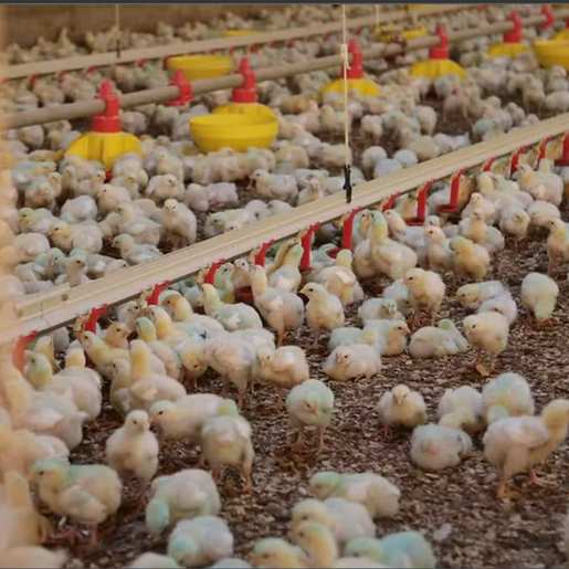 SC bate recorde de exportação de carnes e atinge 21% da produção nacional em 2023