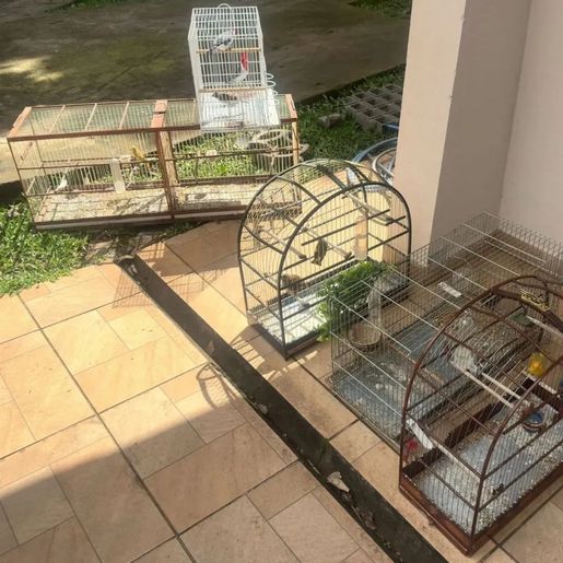 Polícia apreende aves silvestres mantidas em cativeiro em Mondaí