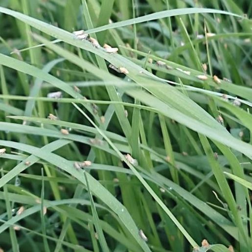 Incidência da cigarrinha-do-milho continua crescendo em lavouras de SC