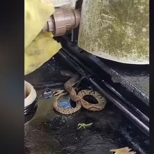 Biólogo usa óleo de cozinha para conseguir soltar jararaca presa a tinta fresca em SC