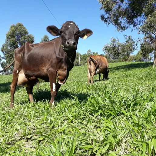 Veterinário destaca ajustes em exigências de certificação de propriedades agrícolas