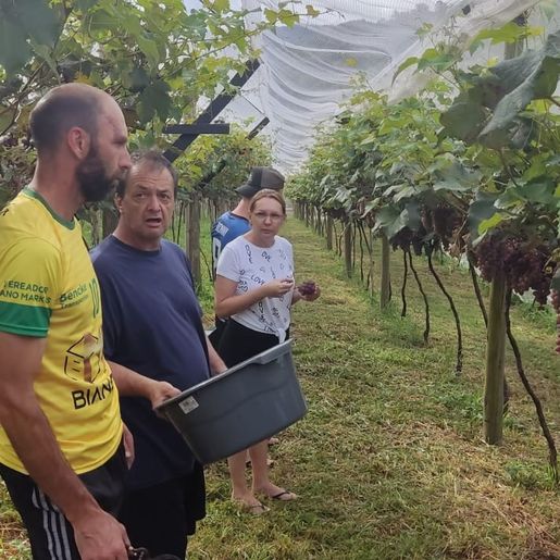 Produtor comemora safra da uva em Guarujá do Sul