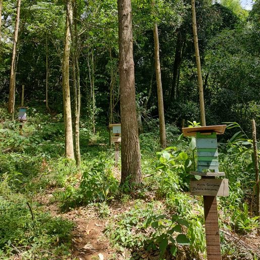 Santa Catarina terá política de incentivo aos apicultores e meliponicultores