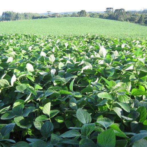 Excesso de chuva reduz em 70% o plantio de soja em Itapiranga