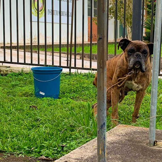 Polícia Militar recebe denuncia anônima de maus-tratos a cachorro em São Miguel do Oeste
