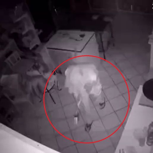 SMO: Homem invade hamburgueria, tenta fazer sanduíche e foge com dinheiro e 12 kg de queijo