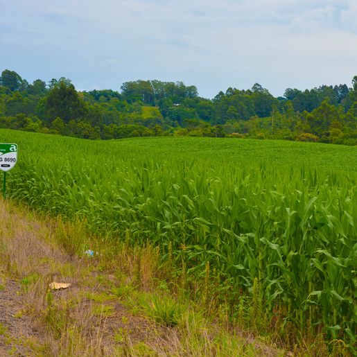 Brasil deverá bater recorde na produção de grãos em 2022