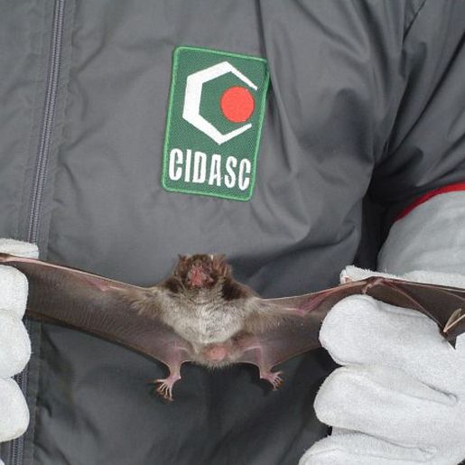 OUÇA: Casos de raiva geram preocupação em Santa Catarina