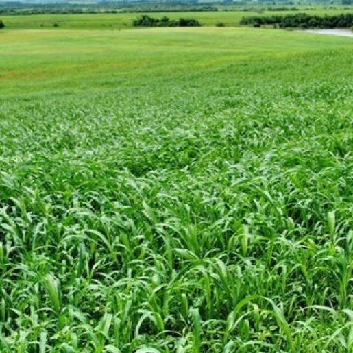 Temperaturas elevadas exigem alternativas para manter qualidade das pastagens