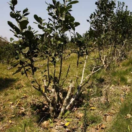 Denúncia aponta trabalho escravo de adolescentes no corte de erva-mate