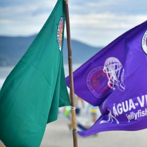 Casos de queimaduras por água-viva aumentam quase 90% em praias de SC