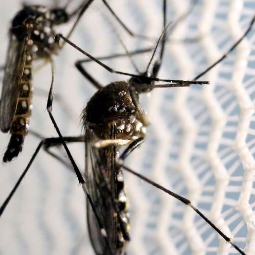 Mortes por dengue dobram em um mês em SC